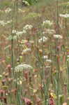 Water cowbane